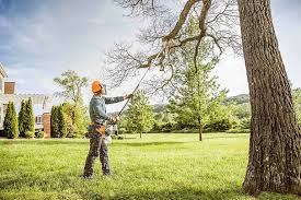 How Our Tree Care Process Works  in  Lumberton, MS